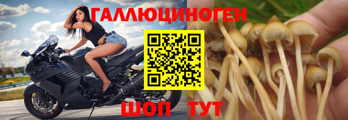 Псилоцибиновые грибы Cubensis  Вход с VPN  Галлюциногенные грибы Psilocybe  Кольчугино 